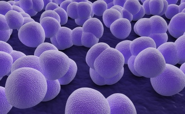 Neuer Wirkstoff hemmt Staphylococcus aureus-Toxin – Hoffnungsträger bei Lungenentzündungen