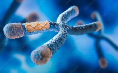 Stilles X-Chromosom erwacht im Alter