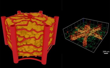 Ein Chip mit natürlichen Blutgefäßen