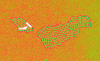 Wenn Bakterien sich erinnern