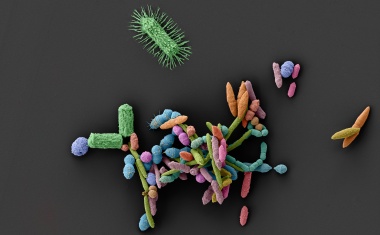 Unerwartete Nebenwirkung: Wie gängige Medikamente Krankheitserregern den Weg ebnen