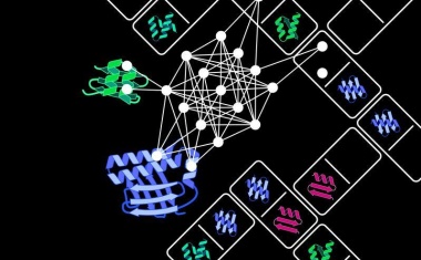 Domino spielen: Wie aus passend zusammengefügten Einzelteilen ein künstliches Protein entsteht