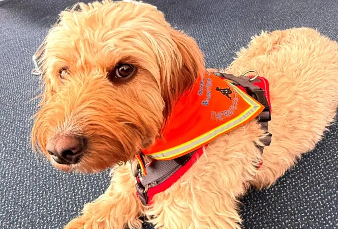 „Lotte“ - eine Therapiebegleithündin