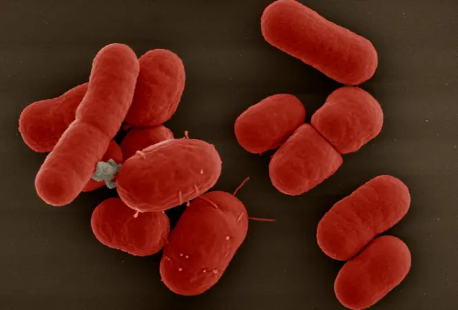 MRSA bei Mensch und Tier – was zeigen aktuelle Entwicklungen?