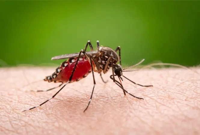 Wenn die Temperaturen fallen, sinkt auch das Malaria-Risiko