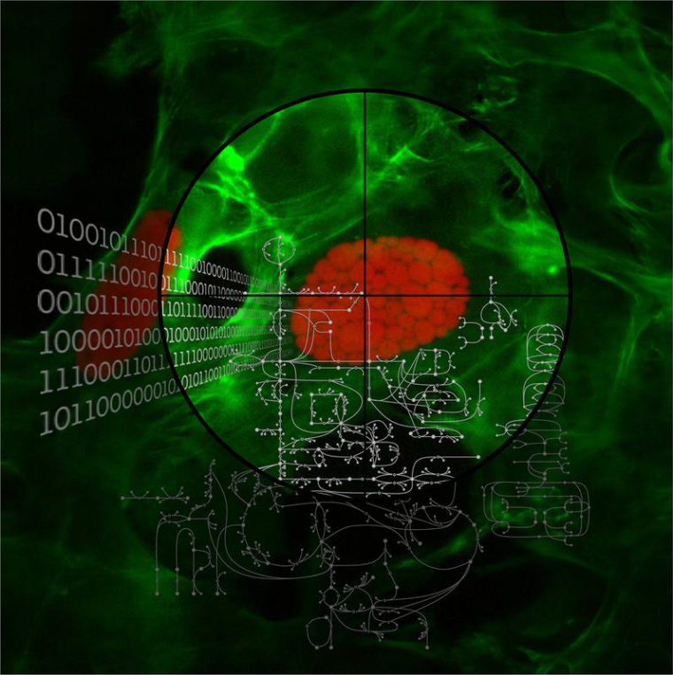 Dank der gezielten Entfernung von über 1.300 Genen im Plasmodium-Parasiten...
