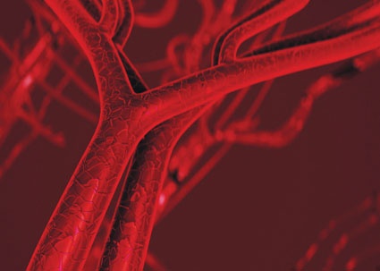 Abb. 2: Das Innere der Arterie