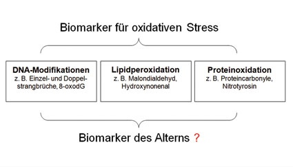 Abb. 1: Sind Biomarker für oxidativen Stress auch Biomarker des Alterns?