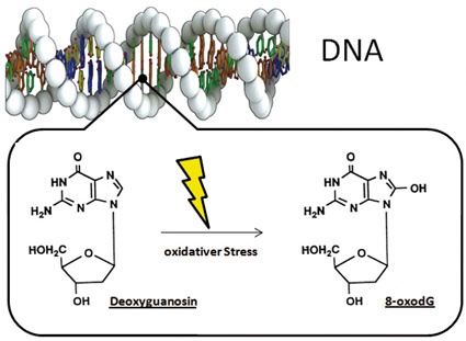 Abb. 2: Oxidation der DNA-Base Desoxyguanosin zu 8-oxodG