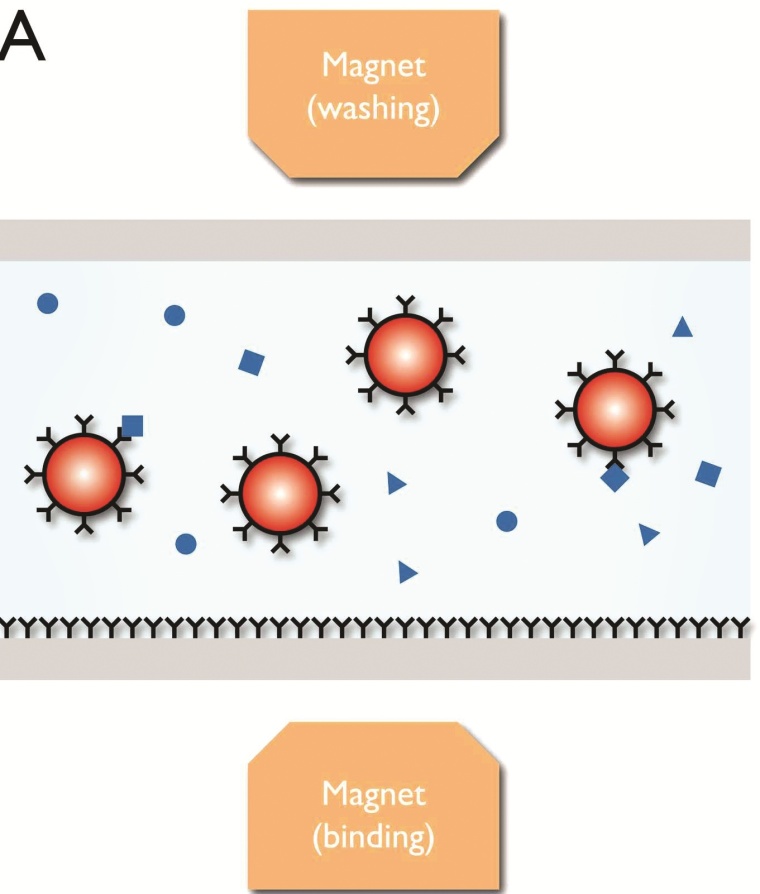 A) Die magnetischen Nanopartikel werden während des Herstellungsvorgangs in...