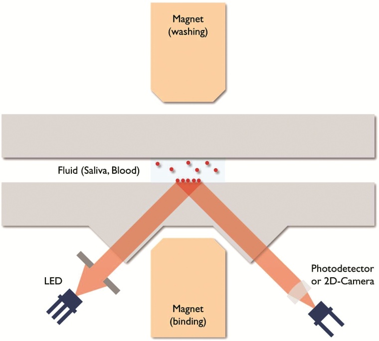Die Zielproteinmoleküle sind in einem Sandwich zwischen der aktiven...