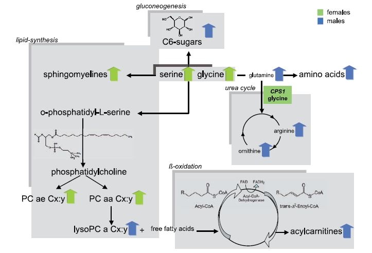 Systematischer Überblick der Unterschiede im Metabolitenprofil von Männern...