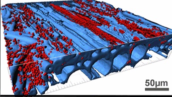 (li) Prof. Marianne Borneff-Lipp, Direktorin des Instituts für Hygiene der...