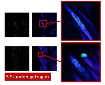 (oben) Abb. 2: Freundliche Atmosphäre in den Zimmern. (unten) Abb. 3: Moderne...