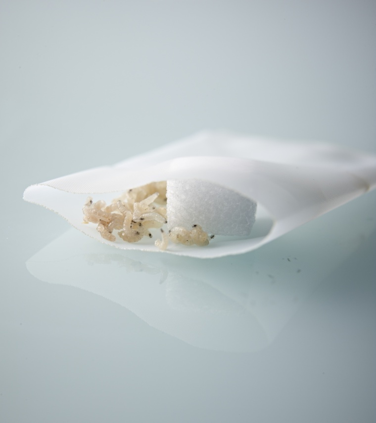 Querschnitt durch einen Larventherapie-Beutel: Auf eine chronische, offene...