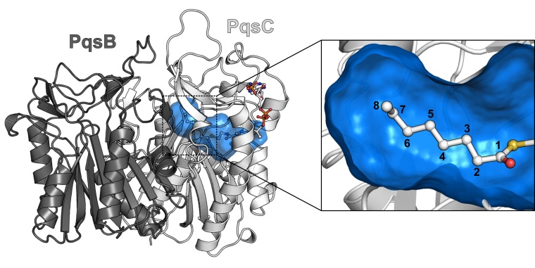 3D-Modellierung des Proteinkomplexes PqsBC mit dem Fettsäurebindekanal (blau)....