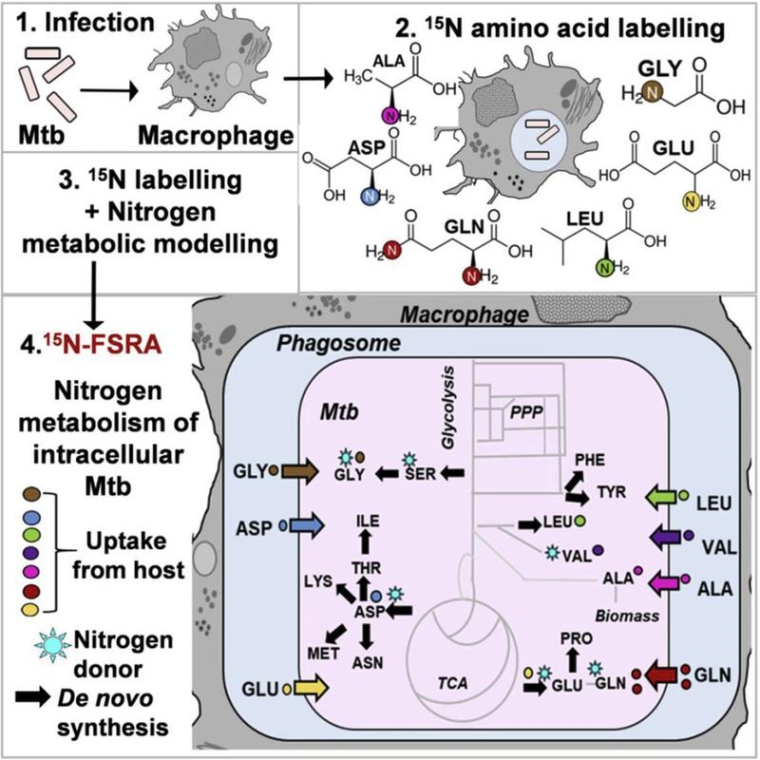 Ablauf der neu entwickelten Isotopen Markierungsmethodik. Foto: Cell Reports,...