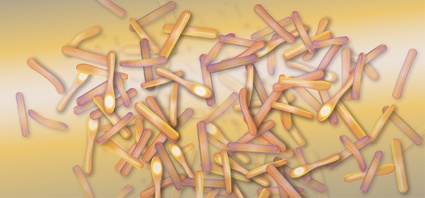 Photo: Clostridium-difficile-Diagnostik – altbekannt, aber immer aktuell