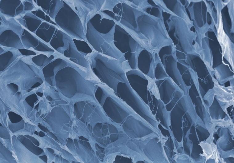 Das neuartige Biopolymer mit Muschelproteinen weist eine filigrane und...