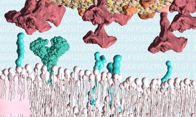 SARS CoV-2 bindet an den ACE2-Rezeptor auf menschlichen Zellen (mit Unity3D &...