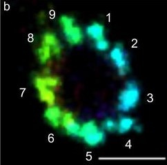 (b) Vergrößerter Ausschnitt aus (a). Foto: Team Markus Sauer, Universität...