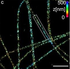 (c) Dreidimensionale Ex-dSTORM von 3,1-fach expandierten Tubulinfilamenten....