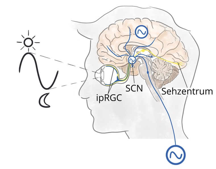 Über einen dritten Photorezeptor im Auge (ipRGC) gleicht der zentrale...