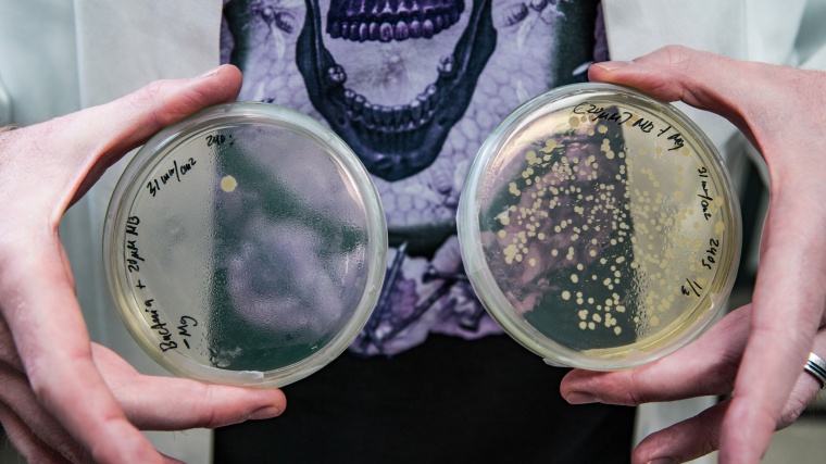 An Modellorganismen wie auf diesen Agarplatten wird getestet, ob die...
