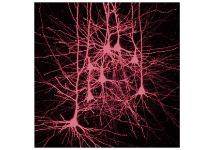 Nervenzellen in der Hirnrinde: Der Slow-Wave-Schlaf verstärkt die Verbindungen...
