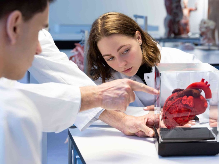 Studierende an einem Modell des Herzens Foto: MSH Medical School Hamburg –...