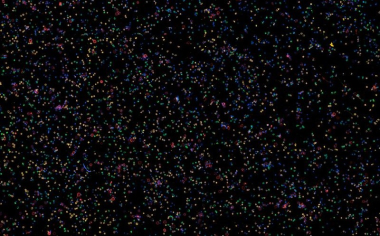 Beispielbild der in der Studie verwendeten Hochdurchsatz-Mikroskopie-Methode....