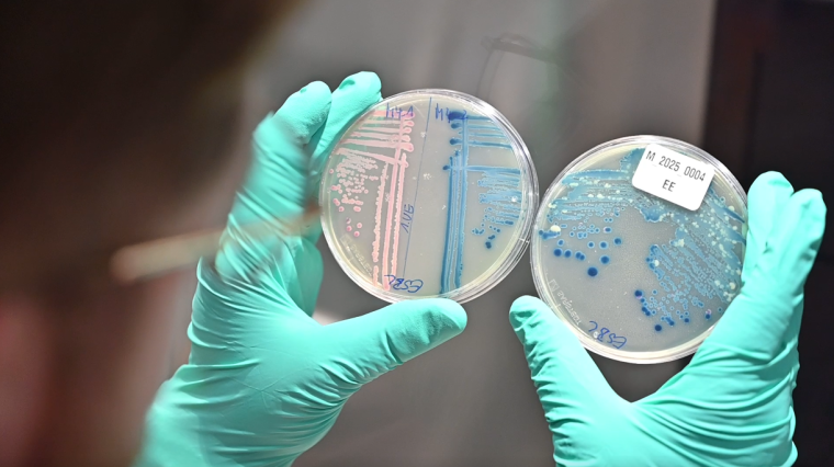 Anzucht multiresistenter E. coli-Bakterien aus Wasserproben. Foto: Josef Wund...