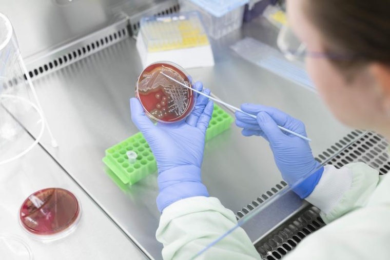 Wissenschaftlerin Elke Müller vom Leibniz-IPHT nimmt Bakterien von einer...