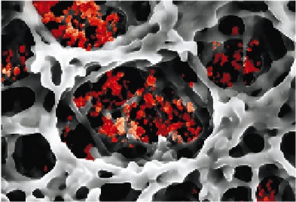 Freuen sich über die Auszeichnung der UKM-Chirurgie (v.l.): Prof. Dr. med....