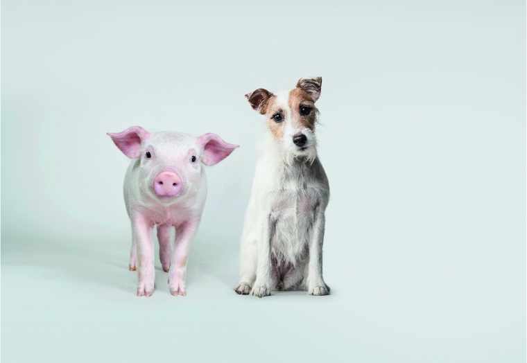 Die neue Tiergesundheit von Boehringer Ingelheim ist Marktführer bei...