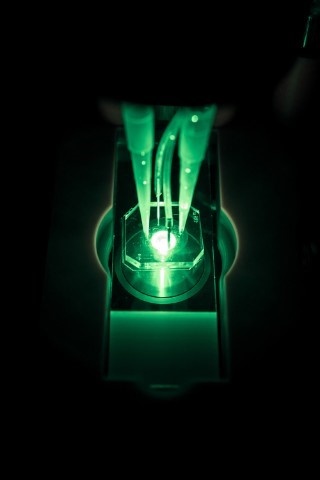 Entwicklung von Organ-on-a-Chip-Systemen am Fraunhofer IGB. Foto: Fraunhofer IGB