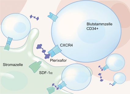 Plerixafor blockiert direkt den Rezeptor CXCR-4, der dadurch keine Verbindung...