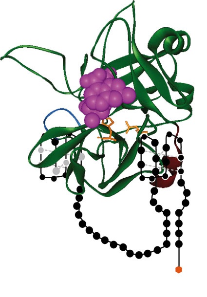 Thrombinfänger: Ein spezielles Aptamer fängt das für die Blutgerinnung...
