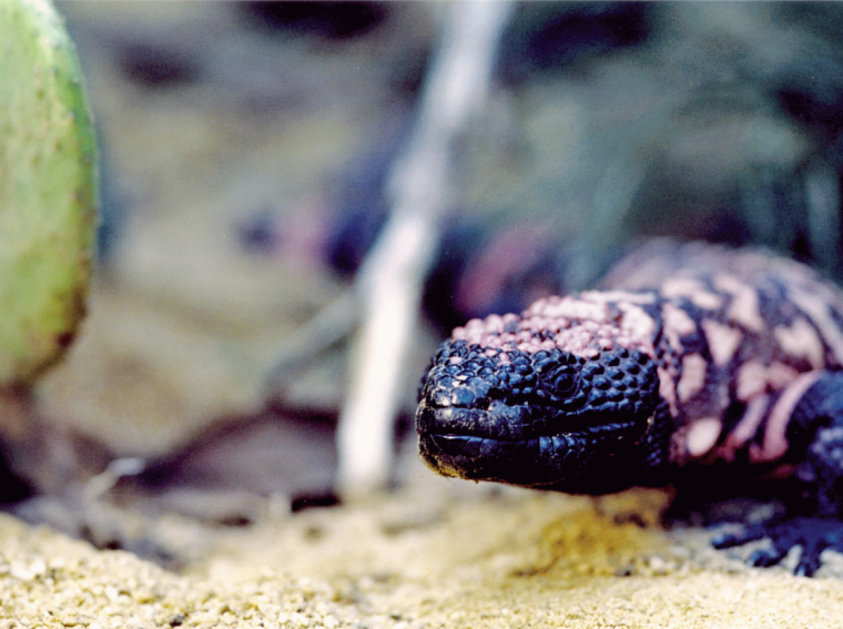 Bei der Echse im Bild handelt es sich um Heloderma suspectum, eine...