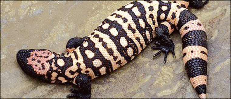 Gilamonster: Ihr Speichel enthält das Inkretinhormonanalogon Exenatide, das...