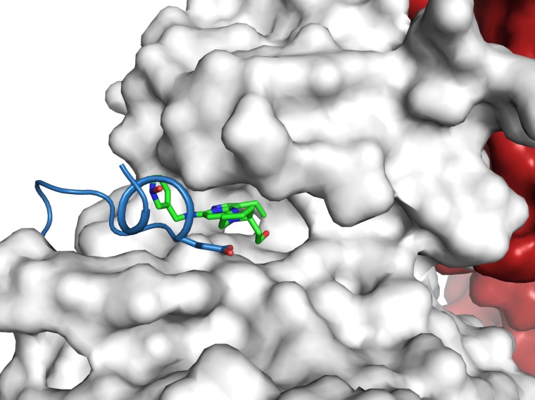 Dinaciclib (grün) ist ein hochaktiver Wirkstoff, der die Funktion der Kinase...
