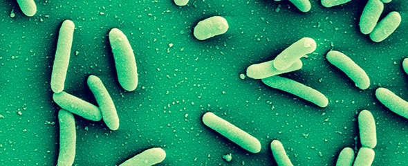Bakterien der Art Pseudomonas aeruginosa sind äußerst widerstandfähig und...