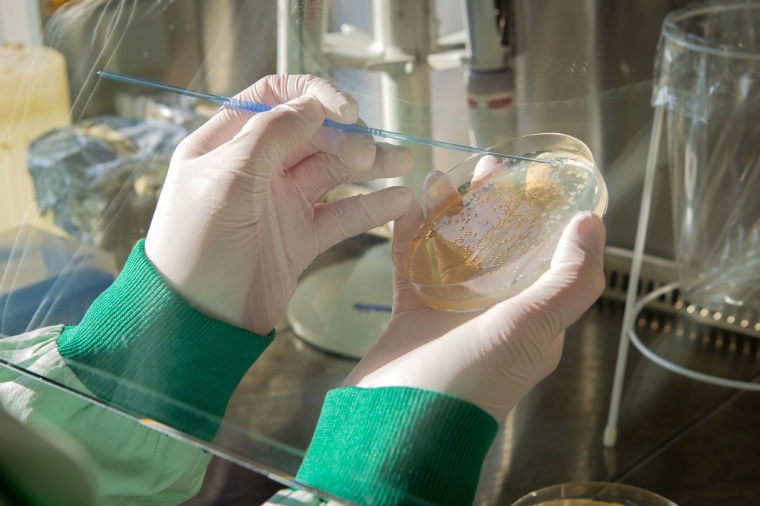 InfectoGnostics-Forscherin trägt Probenmaterial auf eine Agarplatte auf Foto:...