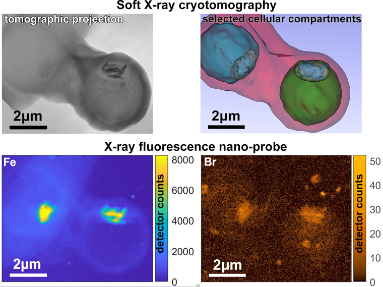 Die Kombination mehrerer Messmethoden an den Synchrotronquellen BESSY II, ALBA...