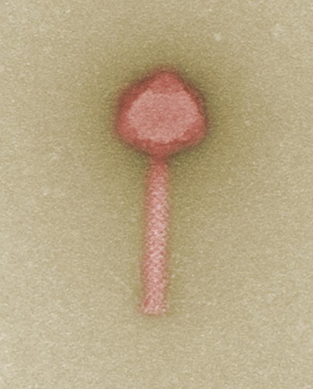 Ein Kandidat für die zukünftige Phagentherapie – Bakteriophage gegen...