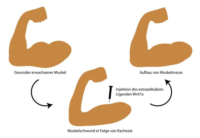 Der Botenstoff Wnt7a hat eine Doppelfunktion bei Krebskachexie: Er wirkt dem...