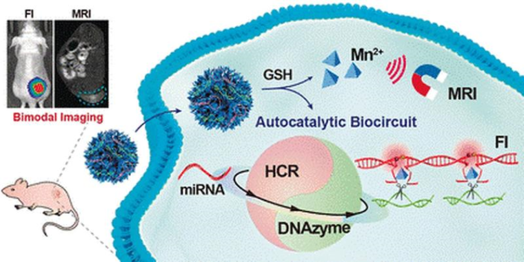 Ein zur Micro-RNA passender DNA-Strang löst einen autokatalytischen...