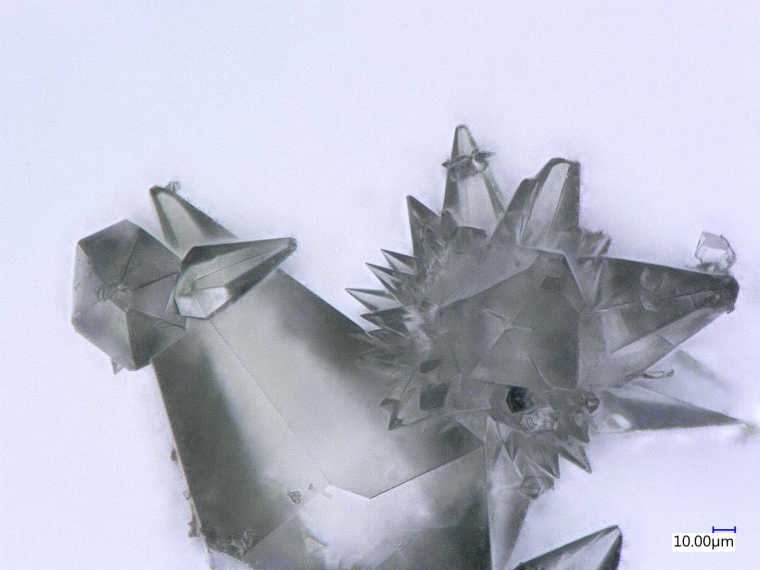 Die Kristalle der Aeroplysinin-Substanz mit starker antiviraler Wirkung. Foto:...