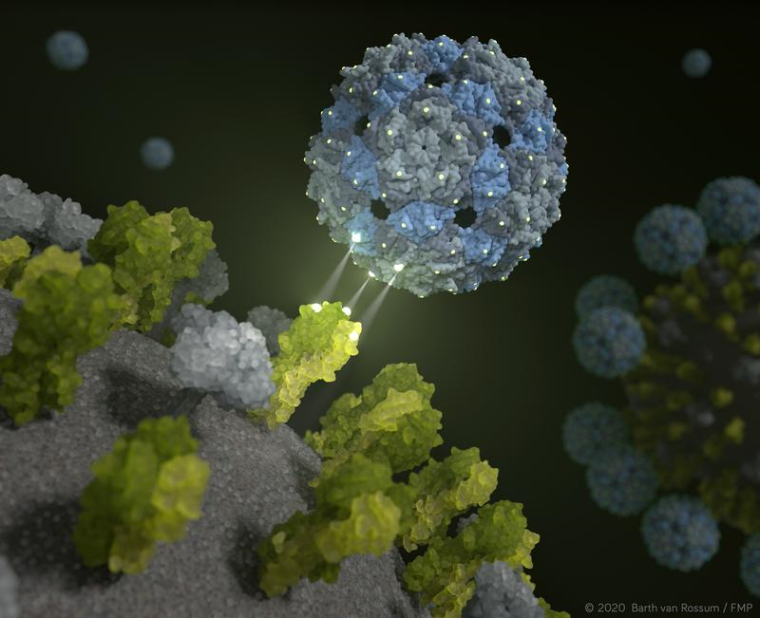 Phagenhülle dockt an und inhibiert das Influenza-Virus. Foto: Barth van...