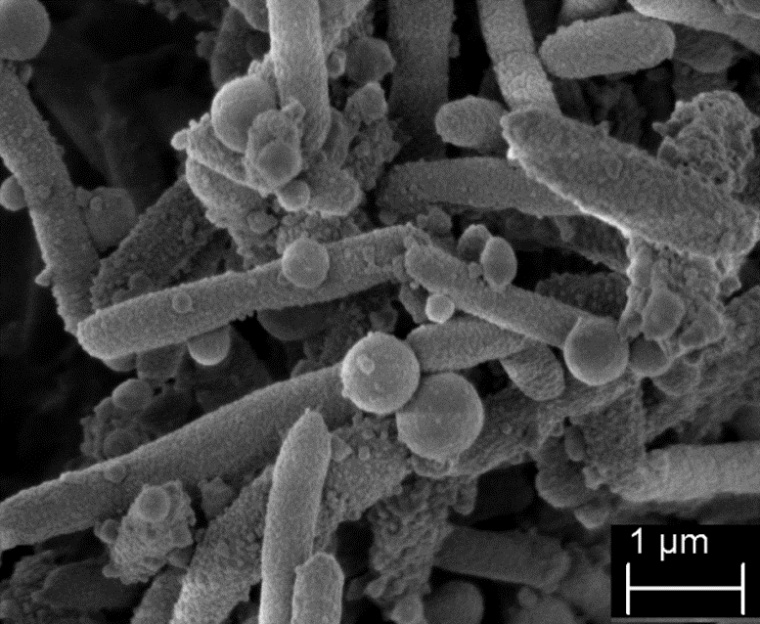 Rasterelektronenmikroskopische Aufnahme des Stenotrophomonas maltophilia...